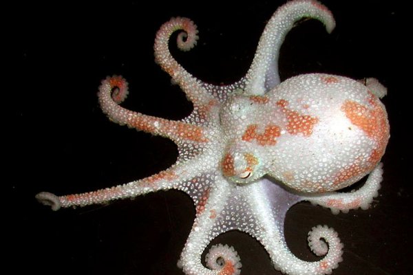 Kraken купить клад