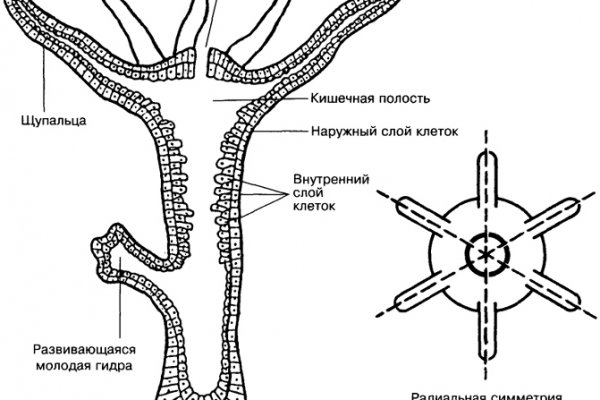 Кракен даркнет войти